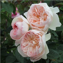 Роза парковая англ Джентл Гермиони (нежно-роз, выс 100 см) 1 шт Поиск